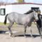 【競馬】新種牡馬ウィンバリアシオン産駒の募集開始！！
