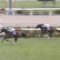 【競馬/ヴィクトリアM】ミッキーチャームの人気がおかしい