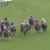 【競馬/中山金杯】1番人気マウントゴールドで大外ぶんまわし武豊ｗｗｗｗｗｗｗ