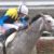 【競馬】デットーリとムーア来日･･ルメールが小者に見える