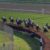 【海外競馬】凱旋門賞→BCターフ連勝エネイブル強すぎワロタｗｗｗｗｗｗｗｗｗｗｗｗｗｗｗｗｗｗｗｗｗ