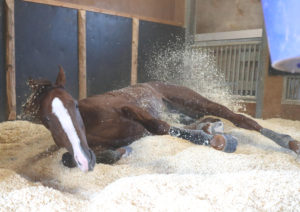 【競馬/ジャパンC】[画像] 馬房でくつろぐスワーヴリチャードがかわいいと話題に！