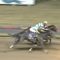 【競馬】デルマルーヴルはケンタッキーダービーを断念しジャパンダートダービーへ