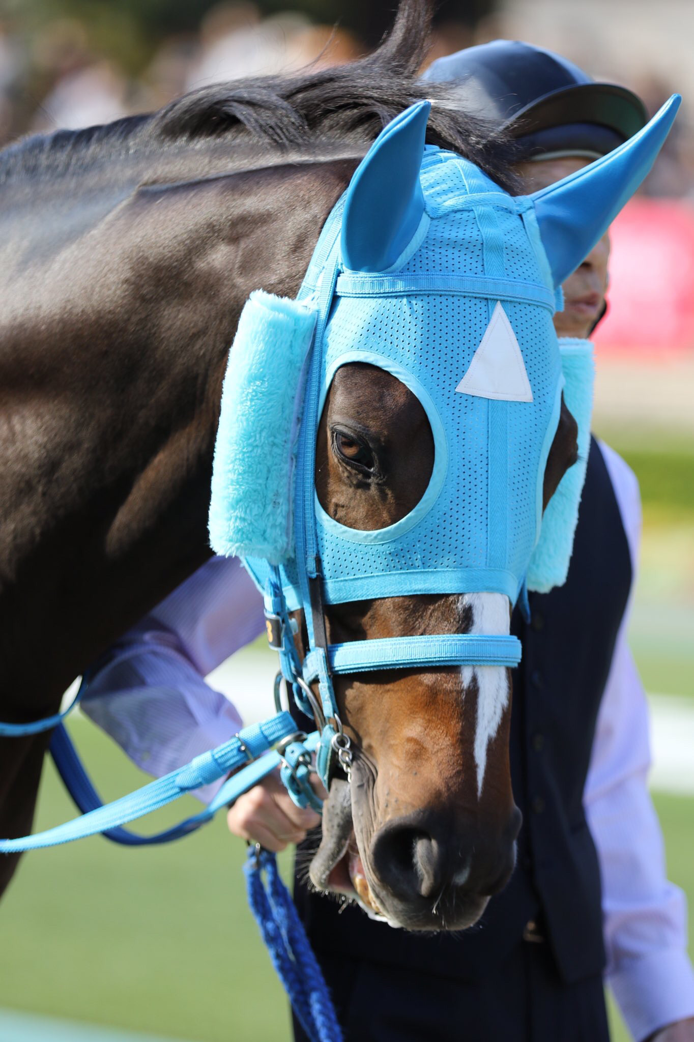 【競馬】[画像] やはりステイゴールドの血を引いてることがわかるオジュウチョウサンの画像ｗｗｗｗｗｗｗ