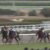【競馬】スクリーンヒーローとかいう母父不問の謎種牡馬【クリノガウディー】 【競馬】スクリーンヒーローとかいう母父不問の謎種牡馬【クリノガウディー】