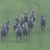 【競馬】[動画] オルフェ産駒シェドゥーヴルの直線の斜行が思った以上に酷い件