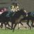 【競馬/桜花賞】シェーングランツが勝てばカズヲのAAがみられるって本当ですか？