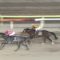【競馬】東京大賞典売上レコード 56億627万5800円(前年比121％)