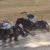 【競馬・チャンピオンズC】チュウワウィザードとかいう安心感抜群の馬