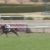 【競馬/東京新聞杯】福永祐一騎手「インディチャンプの素質は段違い。この馬の能力を信頼してほしい」