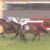 【競馬/大阪杯】ブラスト、ペルシアン二頭軸にしとけば当たる説