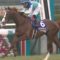 【競馬】ミルコが完全に終わった件について