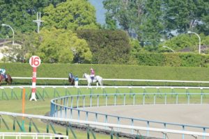 【競馬】スマートレイアー姐さん モズカッチャンにも慕われる
