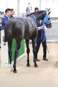 【競馬】[画像] やはりステイゴールドの血を引いてることがわかるオジュウチョウサンの画像ｗｗｗｗｗｗｗ
