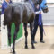 【競馬】[画像] やはりステイゴールドの血を引いてることがわかるオジュウチョウサンの画像ｗｗｗｗｗｗｗ