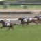 【競馬】オルフェ産駒シェドゥーヴルについてビュイック「オルフェーヴルみたいだぁ・・・」