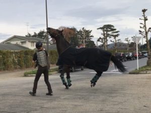 【競馬】サートゥルナーリアがホープフルSを目指して帰厩した