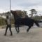 【競馬】サートゥルナーリアがホープフルSを目指して帰厩した