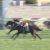 【競馬/シンザン記念】ヴァルディゼール渡辺薫彦厩舎、重賞初制覇