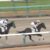 【競馬】山田騎手、あの距離錯誤について振り返る