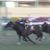 【競馬/阪神大賞典】何でシャケトラこんなに人気してるの？