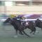 【競馬/阪神大賞典】何でシャケトラこんなに人気してるの？