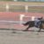 【競馬】今年のダート路線って近年稀に見る面白さだよね