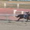 【競馬】今年のダート路線って近年稀に見る面白さだよね