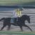 【競馬】オイシイマーフィーの賞味期限切れてね？