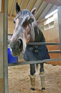 【競馬】サトノソロモン、ついにベールを脱ぐ！！【伝説の新馬戦！！】