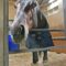 【競馬】サトノソロモン、ついにベールを脱ぐ！！【伝説の新馬戦！！】