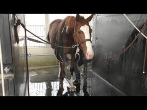 【競馬/東海S】インティの野中調教師「数字や結果ではなく、とにかく人馬無事に走ってきて欲しい、それだけなんです｣