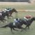 【競馬/桜花賞】正直ビーチサンバ≧クロノジェネシスだよ？