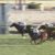 【競馬/天皇賞春】グローリーヴェイズ、GW渋滞で輸送大幅遅れ