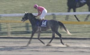 【競馬】オメガパフュームさん左回り苦手説とは何だったのか。。。
