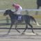 【競馬・チャンピオンズC】オメガパフューム絶好調！まるで羽が生えたような馬体！