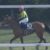 【競馬】サトノ四天王つよくね？