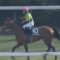 【競馬】サトノ四天王つよくね？