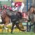 【競馬】松岡、大腿骨骨折…ウインブライト無理 【競馬】松岡、大腿骨骨折…ウインブライト無理