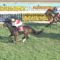【競馬/中山記念】ディアドラ弱すぎワロタｗｗｗｗｗｗｗｗｗｗｗｗｗｗｗ