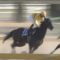 【競馬・東京盃】コパノキッキング1.4倍www