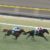 【競馬/皐月賞】ダノンキングリー単勝33.6倍wwwwwwwwwwwwwwwwwww