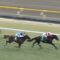 【競馬】共同通信杯のレース映像観たがダノンキングリーは間違いなく重賞級