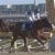【競馬】藤田伸二は正しかった！！「騎手の勝ち星はエージェント次第で決まる、実力は関係ない！」