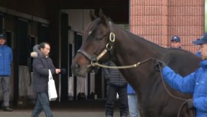 【競馬】社台SS種牡馬展示会サトノダイヤモンド＆サトノクラウン