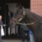 【競馬】社台SS種牡馬展示会サトノダイヤモンド＆サトノクラウン