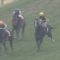【競馬】悲報・・弥生賞2着のシュヴァルツリーゼ引退