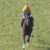 【競馬】ヴェロックス勝つとか言ってた奴の特徴