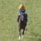 【競馬】“未完の大器”ヴェロックス　日経新春杯(中京2200m)へ