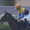 【競馬・菊花賞】ヴェロックスの最終追い切りがやばい